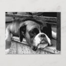 Recherche de chien boxer cartes postales Noir