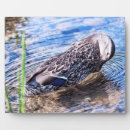 Recherche de effet plaques Pour tous