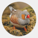 Recherche de finition autocollants Faune