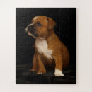 Recherche de chien de bull ter Dog
