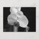 Recherche de orchidée cartes postales Noir et blanc