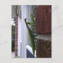 Recherche de priez cartes postales Insecte