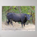 Recherche de taureau noir posters Vache