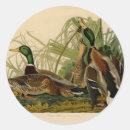 Recherche de chasse à oiseau autocollants Canard colvert