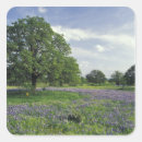 Recherche de lupins autocollants Texas