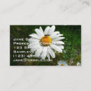 Recherche de marguerite blanche cartes visite Fleur sauvage