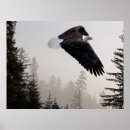 Recherche de brouillard posters Hiver