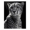 Recherche de wildlife posters Nature