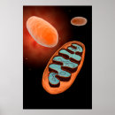 Recherche de mitochondrie posters Transparent