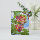 Recherche de peinture de vignoble cartes postales Raisins