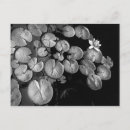 Recherche de lis blanc cartes postales Noir
