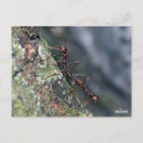 Recherche de fourmis cartes postales Nature