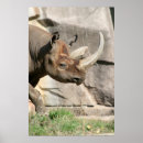 Recherche de rhino posters Wild