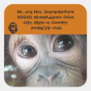Recherche de orang outan de bébé autocollants Grande singe