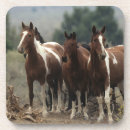 Recherche de mustang dessous de verres Sauvage