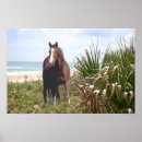 Recherche de poulain de cheval posters Colt