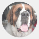Recherche de de st bernard autocollants Saint