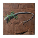 Recherche de lézard carreaux Désert