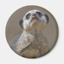 Recherche de suricate magnets Animaux