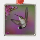 Recherche de hummingbird ornements Coloré