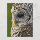Recherche de rapace cartes postales Hibou