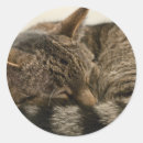 Recherche de tablette autocollants Animal