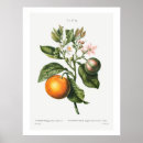 Recherche de orange amère posters Illustration