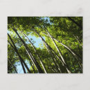 Recherche de bambous cartes postales Photographie