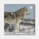 Recherche de loup magnets Canada