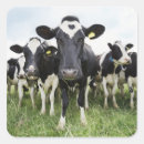 Recherche de humour de vache autocollants Vaches