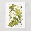 Recherche de chene cartes postales Botanique