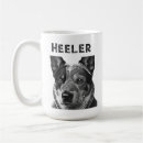 Recherche de blue heeler Chiens