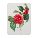 Recherche de camélia magnets Fleurs