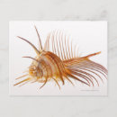 Recherche de faune marine cartes postales Coquille