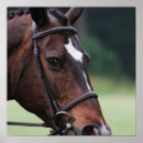 Recherche de cheval arabe posters Chevaux