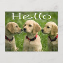 Recherche de chien golden retriever cartes postales Récupérateur doré