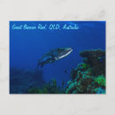 Recherche de barracuda Corail