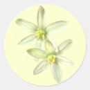 Recherche de bethlehem autocollants Fleurs