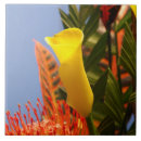 Recherche de zantedeschia jaune Floral