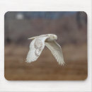 Recherche de hibou neigeux tapis souris Nature