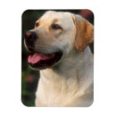Recherche de labrador retriever magnets Animal