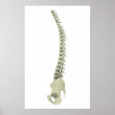 Recherche de vertébré posters Coccyx