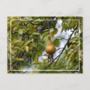 Recherche de verger cartes postales Arbre