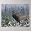 Recherche de bramante posters Faune