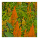 Recherche de peigne posters Orange