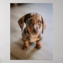 Recherche de miniatures posters Animaux domestiques
