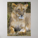 Recherche de lion femelle posters Faune