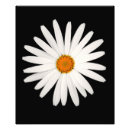 Recherche de camomille posters Floral