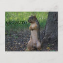 Recherche de nuts cartes postales Écureuil
