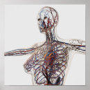 Recherche de système lymphatique posters Circulation